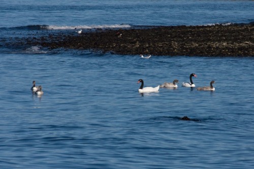 Black Necked Swans, Isla de Chiloe, Chile