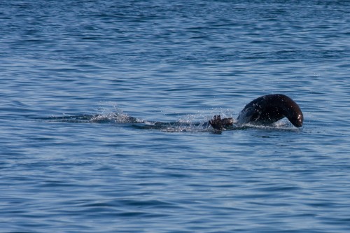 Seals, Canal Chacao, Chile