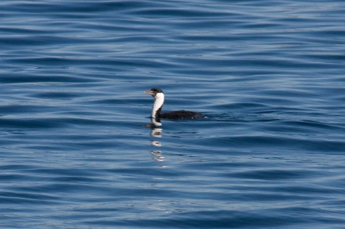 Imperial Cormorant, Canal Chacao, Chile