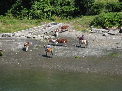 Herding Cattle along the beach ? Navimag - Puerto Montt, Chile