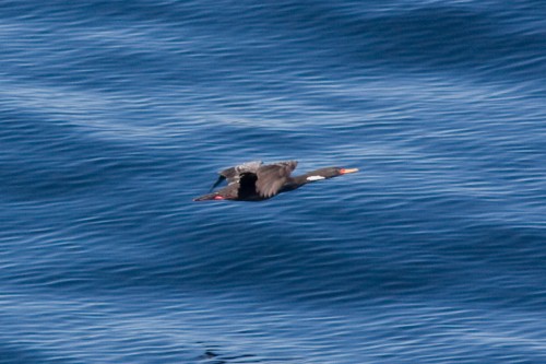 Red-Legged Cormorant, Navimag