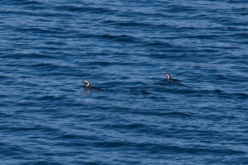 Magellanic Penguins - Navimag