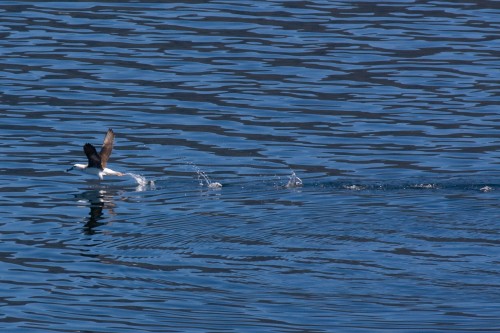 Black-browed Albatross ?? (Mollymawk) - Navimag
