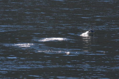 Magellanic Penguin &quot,porposing&quot, - Navimag