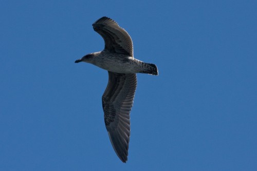 Chilean Skua - Navimag