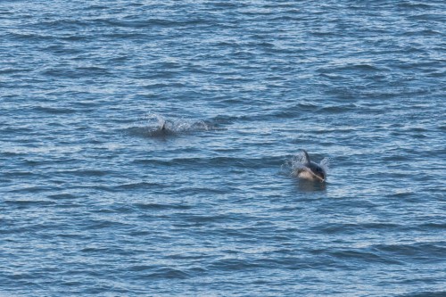 Dolphins porposing - Navimag
