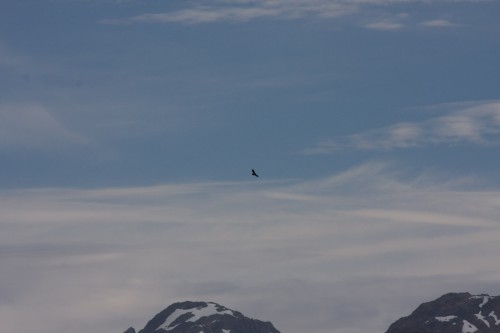 Our first Condor sighting ? Navimag