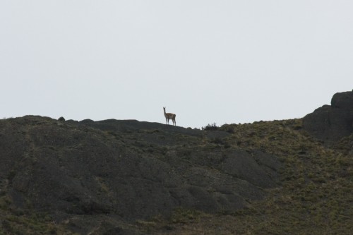 Guanaco on a hill - Torres del Paine, Chile