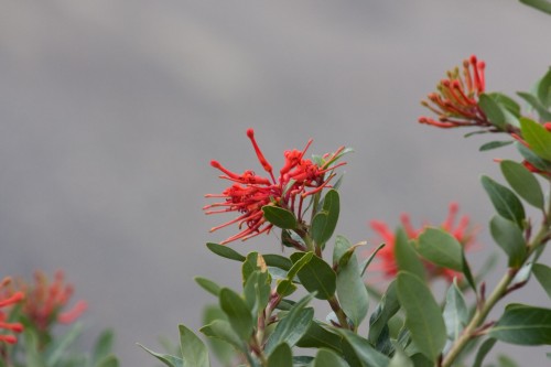 Fire bush - Torres del Paine, Chile