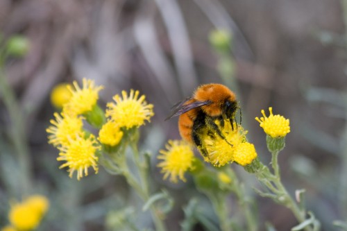 Very large bee - Torres del Paine, Chile