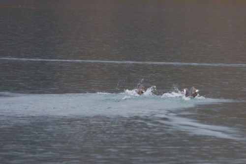 Flightless Steamer Ducks - Admiral Montt Gulf, Puerto Natales