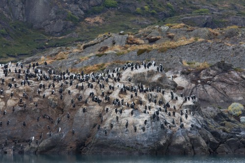 Cormorant Colony - Admiral Montt Gulf, Puerto Natales