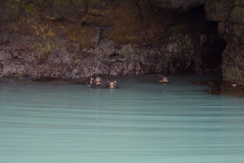 Sea Lions - Cruise to Parque Nacional Bernado O?Higgins - Puerto Natales, C