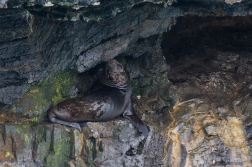 Sea Lion - Cruise to Parque Nacional Bernado O?Higgins - Puerto Natales, Ch