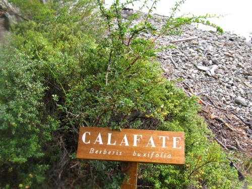 Calafate bush - Serrano Glacier - Bernado O?Higgins National Park, Chile