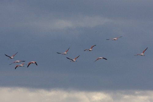 Laguna N?mez Reserve and Bird Sanctuary - El Calafate, Argentina