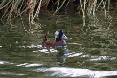 Laguna N?mez Reserve and Bird Sanctuary - El Calafate, Argentina