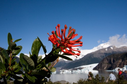 Fire bush - Onelli Bay, Glaciers National Park - El Calafate, Argentina