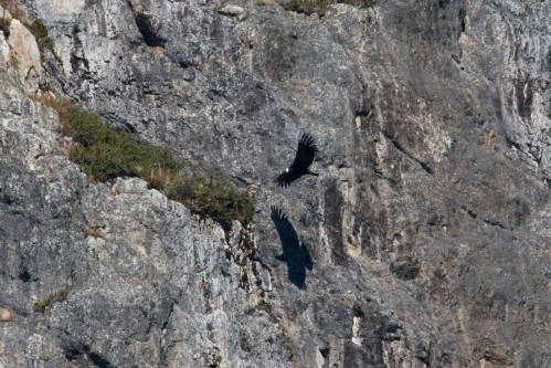 Condor, Onelli Bay, Glaciers National Park - El Calafate, Argentina