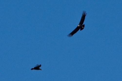 Andean Condors - Onelli Bay, The Glaciers National Park, Argentina