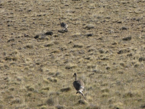 Rhea, near El Calafate, Argentina