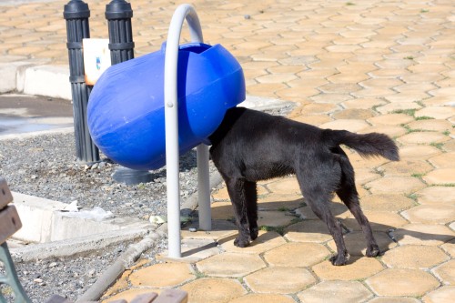 Dog and bin - Puerto Natales, Chile