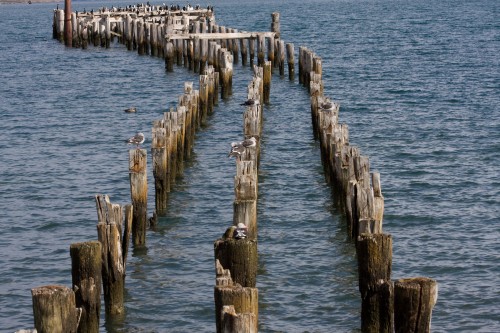 Cormorant Colony - Puerto Natales, Chile