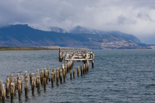 Cormorant Colony - Puerto Natales, Chile