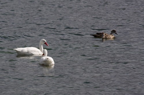Coscoroba Swans and Crested Ducks - Puerto Natales, Chile