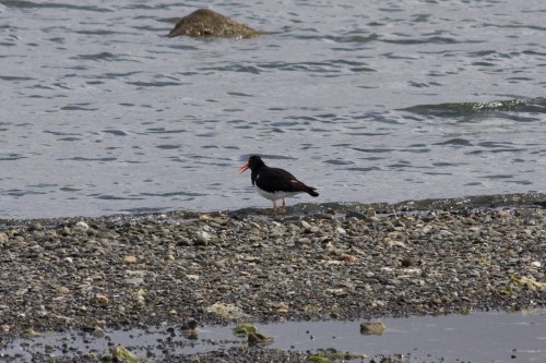 Oystercatcher - Puerto Natales, Chile