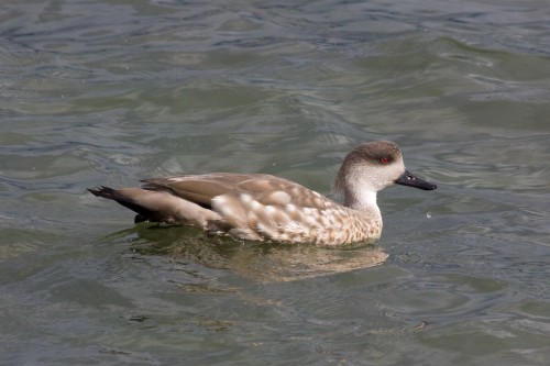 Crested Ducks - Puerto Natales, Chile