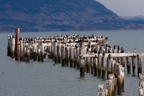 Cormorant Colony - Puerto Natales, Chile