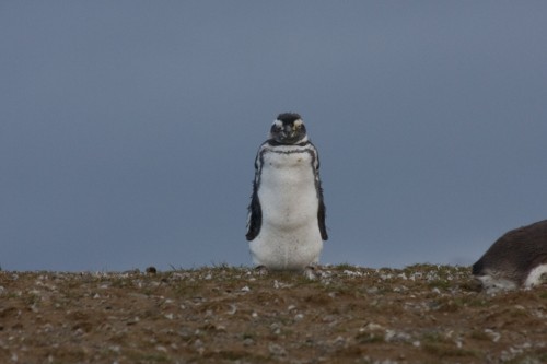 What you lookin' at pal ? Magellanic Penguin - Magdalena Island, Chile