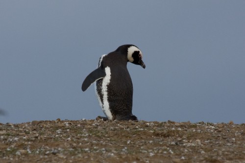 Does this make my backside look big ? Magellanic Penguin - Magdalena Island