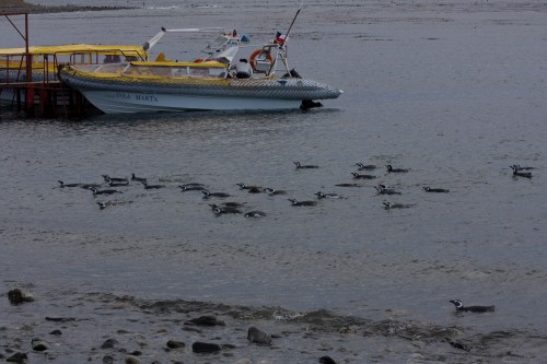 Magellanic Penguins - Magdalena Island, Chile