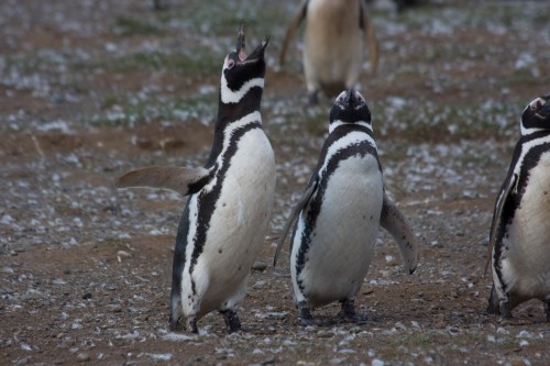Magellanic Penguins - Magdalena Island, Chile