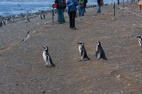 Magellanic Penguins - Magdalena Island, Chile