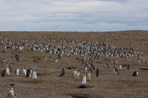 Magellanic Penguins - Magdalena Island, Chile