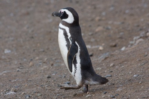 Doing the Snoopy dance - Magellanic Penguins - Magdalena Island, Chile