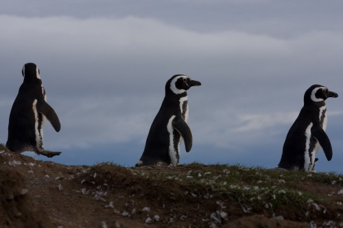 Magellanic Penguins - Magdalena Island, Chile