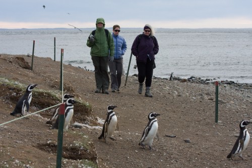 Penguin verion of a Beatles Album cover - Magdalena Island, Chile
