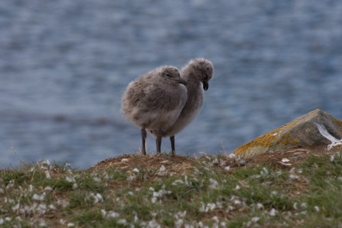 Skua chicks - Magdalena Island, Chile