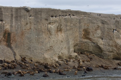 Marta Island, near Punta Arenas, Chile