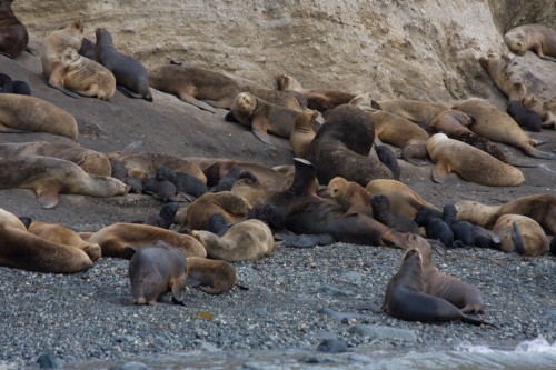 Sea Lions - Marta Island, near Punta Arenas, Chile