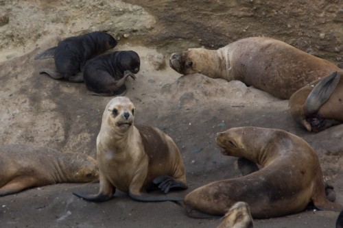 Sea Lions - Marta Island, near Punta Arenas, Chile