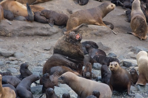 Sea Lions - Marta Island, near Punta Arenas, Chile