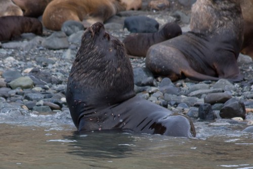 I'm too sexy for this island - Sea Lion - Marta Island, near Punta Arenas,