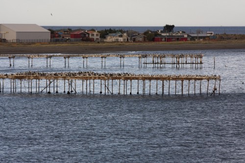 Imperial Cormorants - Punta Arenas