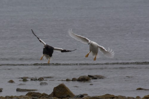 Kelp Geese, Ainsworth Bay, Cruceros Australis