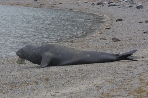 Elephant Seal - Ainsworth Bay, Cruceros Australis